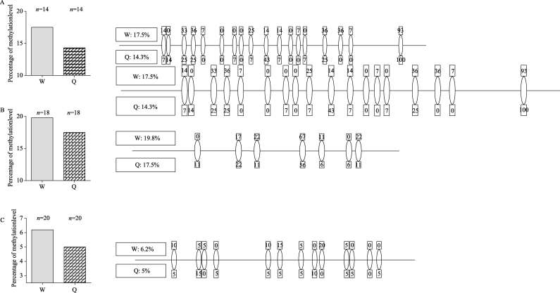 Overall methylation for each gene is shown in the left graph and the percentage of methylation for individual CpGs is listed in boxes on the right. DNA was isolated using 9 pooled 3rd instar worker larvae (W) or 3rd instar queen larvae (Q) collected from the hive. The number of clones sequenced for each fragment for worker larvae or queen larvae is listed on the top of the bar in each figure. Ellipses indicate CpGs. W: worker, Q: queen. 3rd : 3-day old larvae.