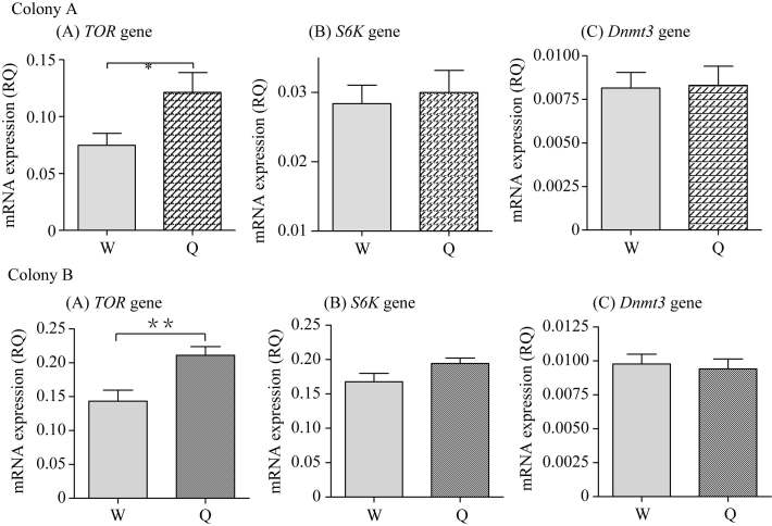 In a natural environment, <italic>TOR</italic> mRNA expression in the 3rd instar queen larvae is higher than in worker larvae (Colony A: <italic>t</italic>=2.294, <italic>df</italic>=50, <italic>P</italic>=0.0260; Colony B: <italic>t</italic>=3.289, <italic>df</italic>=45, <italic>P</italic>=0.0020) , whereas mRNA expression levels of the <italic>S6K</italic> gene (Colony A: <italic>t</italic>=0.3951, <italic>df</italic>=50, <italic>P</italic>=0.6944; Colony B: <italic>t</italic>=1.874, <italic>df</italic>=45, <italic>P</italic>=0.0674) and <italic>Dnmt3</italic> gene (Colony A: <italic>t</italic>=0.1135, <italic>df</italic>=50, <italic>P</italic>=0.9101; Colony B: <italic>t</italic>=0.3640, <italic>df</italic>=45, <italic>P</italic>=0.7176) did not differ between queen and worker larvae. W: Worker; Q: Queen; Bars are means + <italic>s.e</italic>.; 3rd: 3-day old larvae; asterisk: significant difference.