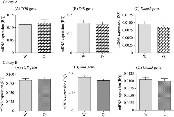 In a natural environment, there was no difference between queen and worker mRNA expression levels for the three genes in 1st instar animals (Colony A: <italic>TOR</italic> gene, <italic>t</italic>=0.3534, <italic>df</italic>=46, <italic>P</italic>= 0.3395; <italic>S6K</italic> gene, <italic>t</italic>=0.4003, <italic>df</italic>=46, <italic>P</italic>=0.1220; <italic>Dnmt3</italic> gene, <italic>t</italic>=0.8774, <italic>df</italic>=46, <italic>P</italic>=0.0288; Colony B: <italic>TOR</italic> gene, <italic>t</italic>=0.4189, <italic>df</italic>=44, <italic>P</italic>=0.6773; <italic>S6K</italic> gene, <italic>t</italic>=1.475, <italic>df</italic>=44, <italic>P</italic>=0.1472; <italic>Dnmt3</italic> gene, <italic>t</italic>=0.3535, <italic>df</italic>=44, <italic>P</italic>=0.7254) . W: Worker; Q: Queen; Bars are mean + s. e.; 1st : 1-day old larvae.