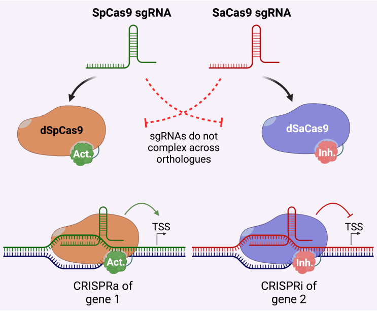 Figure 1