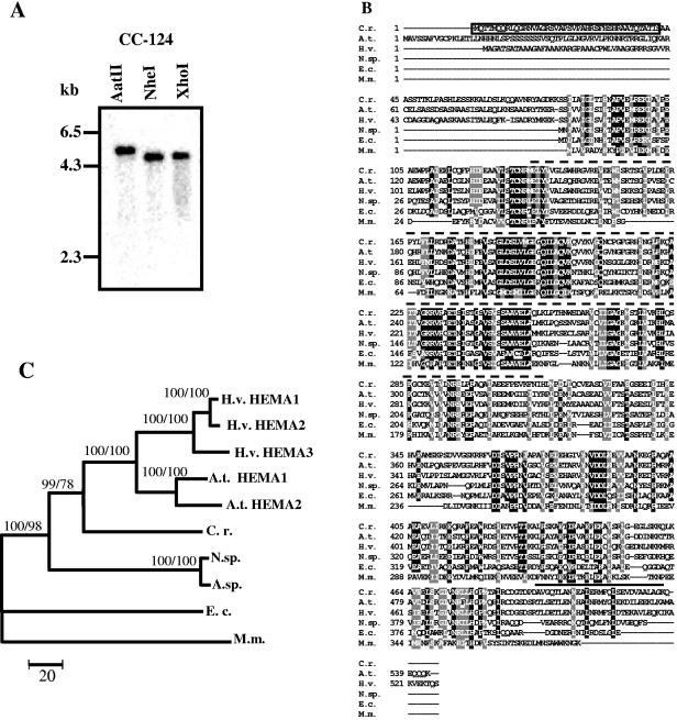 FIG. 1.