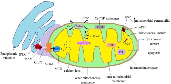 Fig. 1