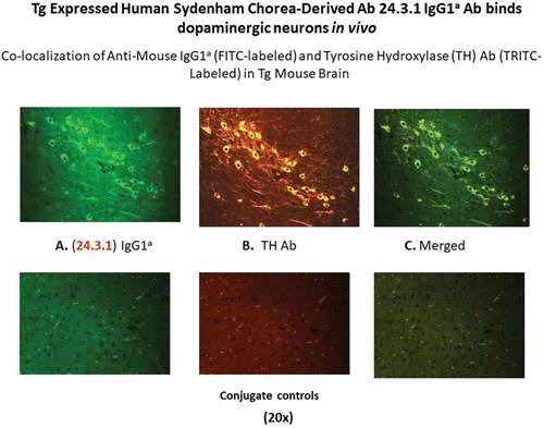 FIGURE 14