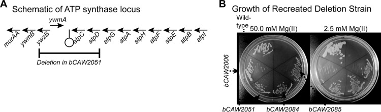 FIG 7