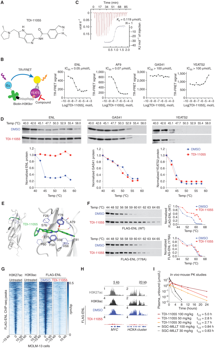 Figure 1. A potent, selective, and orally bioavailable inhibitor of the ENL/AF9 YEATS domains. A, Chemical structure for TDI-11055. B, Left, schematic depiction of the TR-FRET assay used to quantify the ability of a compound to disrupt YEATS domain and acylated histone H3 peptide interaction. Right, dose-dependent inhibition of the TR-FRET signal by TDI-11055. The IC50 shown represents the mean of four independent experiments. C, ITC experiment demonstrating direct binding of TDI-11055 to ENL YEATS with 1:1 stoichiometry. One of two independent replicates is shown. D, Top, immunoblots showing endogenous levels of ENL, GAS41, and YEATS2 protein after heat treatment in MOLM-13 leukemia cells at increasing temperatures. Bottom, quantification of immunoblot signals. One of two independent experiments is shown.E, Docking studies of TDI-11055 bound to ENL YEATS from cocrystal structures of SGC-iMLLT [Protein Data Bank (PDB): 6HT1] and H3K27ac (PDB: 5J9S). Ribbon representations indicate the protein, and stick representations show key residues involved in ENL and TDI-11055 interactions. TDI-11055 is depicted as sticks with colors corresponding to the atom type (green, carbon; blue, nitrogen; red, oxygen). F, Left, immunoblots showing levels of ectopically expressed FLAG-tagged wild-type (WT) or Y78A-mutant ENL proteins in HEK293 cells after heat treatment at increasing temperatures. Right, quantification of immunoblot signals. One of two independent experiments is shown. G, Rank-ordered heat map of FLAG-ENL ChIP-seq signals at ENL-bound peaks in MOLM-13 cells treated with DMSO or TDI-11055 (5 μmol/L) for 24 hours. H3K27ac and H3K9ac (GSE80779) ChIP-seq signals at ENL-bound peaks in untreated cells are also shown to demonstrate ENL localization to acetylated chromatin. See Supplementary Table S1. H, The genome browser view of indicated ChIP-seq signals at key ENL-bound genes (MYC, HOXA9/10) in parental [H3K27ac (gray), H3K9ac (black)] as well as DMSO (blue)- or TDI-11055 (red)–treated (FLAG-ENL) MOLM-13 cells. I, PK studies in mice (n = 3) performed for TDI-11055 and SGC-iMLLT, demonstrating unbound plasma concentration of indicated compounds after an oral dose of 30, 50, and 100 mg/kg.