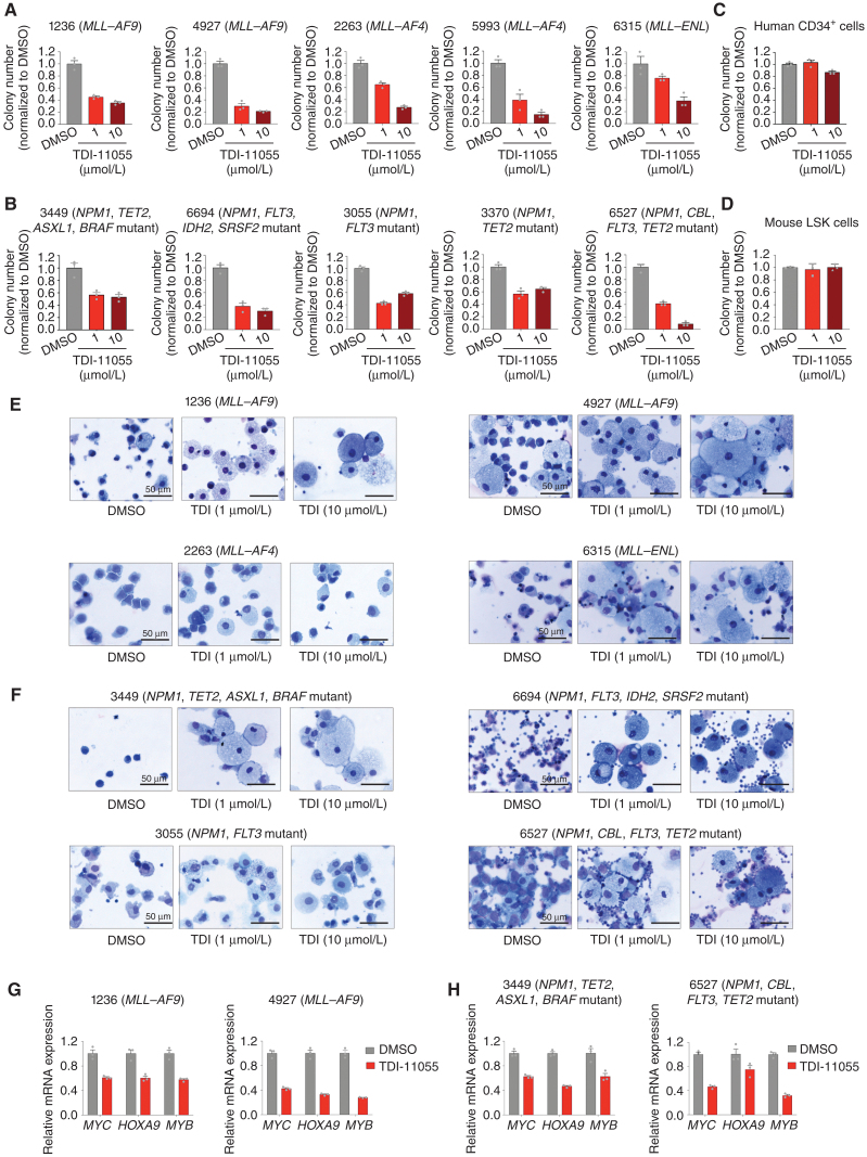 Figure 5. TDI-11055 impairs the clonogenic potential and induces differentiation of MLL-r and NPM1-mutated primary AML samples. A and B, Quantification of colonies formed by five different MLL-r (A) and five different NPM1-mutated (B) primary AML samples under DMSO or TDI-11055 (1 and 10 μmol/L) treatment conditions. Error bars represent mean ± SEM (n = 3). See Supplementary Table S20 for more information about the primary patient samples. C and D, Quantification of colonies formed by normal human hematopoietic progenitor cells (CD34+ cord blood cells; C) and normal mouse hematopoietic stem and progenitor–enriched Lin−Sca-1+c-Kit+ (LSK) cells (D) under DMSO or TDI-11055 (1 and 10 μmol/L) treatment conditions. Error bars represent mean ± SEM (n = 3).E and F, Wright–Giemsa-stained cytospins for four different MLL-r (E) and four different NPM1-mutated (F) primary AML samples under DMSO or TDI-11055 (TDI; 1 and 10 μmol/L) treatment conditions. G and H, RT-qPCR analysis showing mRNA expression levels of select ENL-regulated genes in MLL-r (G) and NPM1-mutated (H) primary AML samples treated with DMSO or TDI-11055 (1 μmol/L). Error bars represent mean ± SEM (n = 3).