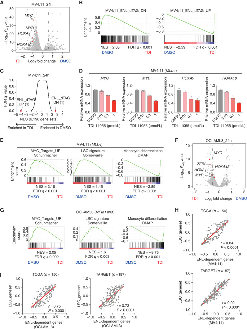 Figure 3. Inhibition of ENL recruitment to chromatin suppresses key oncogenic gene expression programs in MLL-r and NPM1-mutated AML. A, Volcano plot of RNA-seq data [with External RNA Controls Consortium (ERCC) RNA spike-in] obtained from MV4;11 cells treated with DMSO or 5 μmol/L TDI-11055 (TDI) for 24 hours. Key differentially expressed genes are shown in red. Data represent mean across two replicates. See Supplementary Table S6. B, GSEA plots evaluating gene expression changes in MV4;11 cells treated with TDI-11055 (5 μmol/L for 24 hours), with genes downregulated (DN; left) or upregulated (UP; right) upon dTAG-mediated degradation of ENL. FDR, false discovery rate; NES, normalized enrichment score. See Supplementary Table S7. C, Unbiased GSEA using all signatures from MSigDB v7.2 C2 together with ENL genetic signatures for RNA-seq data presented in A. Each gene set is represented as a single dot. ENL signatures are indicated in red with numeral rank from the topmost enriched gene set. D, RT-qPCR analysis showing mRNA expression levels (normalized to B2M) of selected genes in MV4;11 cells upon treatment with different concentrations of TDI-11055 (0.01, 0.1, 1 μmol/L) for 72 hours. Error bars represent mean ± SEM (n = 3). E, GSEA plots evaluating gene expression changes in MV4;11 cells treated with 5 μmol/L TDI-11055 for 24 hours with genes associated with MYC target genes (left), LSCs (center), and monocyte differentiation (right). DMAP, differentiation map. F, Volcano plot of RNA-seq data (with ERCC RNA spike-in) obtained from OCI-AML3 cells treated with DMSO or 1 μmol/L TDI-11055 for 24 hours. Key differentially expressed genes are in red. Data represent mean across two replicates. See Supplementary Table S8. G, GSEA plots evaluating gene expression changes in OCI-AML3 cells treated with 1 μmol/L TDI-11055 for 24 hours with genes associated with MYC target genes (left), LSCs (center), and monocyte differentiation (right). NPM1 mut, NPM1-mutated. H and I, Pearson correlation of downregulated genes that were induced by TDI-11055 in either MV4;11 (H) or OCI-AML3 (I) cells and leukemia stem cell genes in the TCGA and TARGET datasets. Each dot represents one sample from the TCGA and TARGET datasets. r, Pearson correlation coefficient. P values by the two-tailed Pearson correlation test.