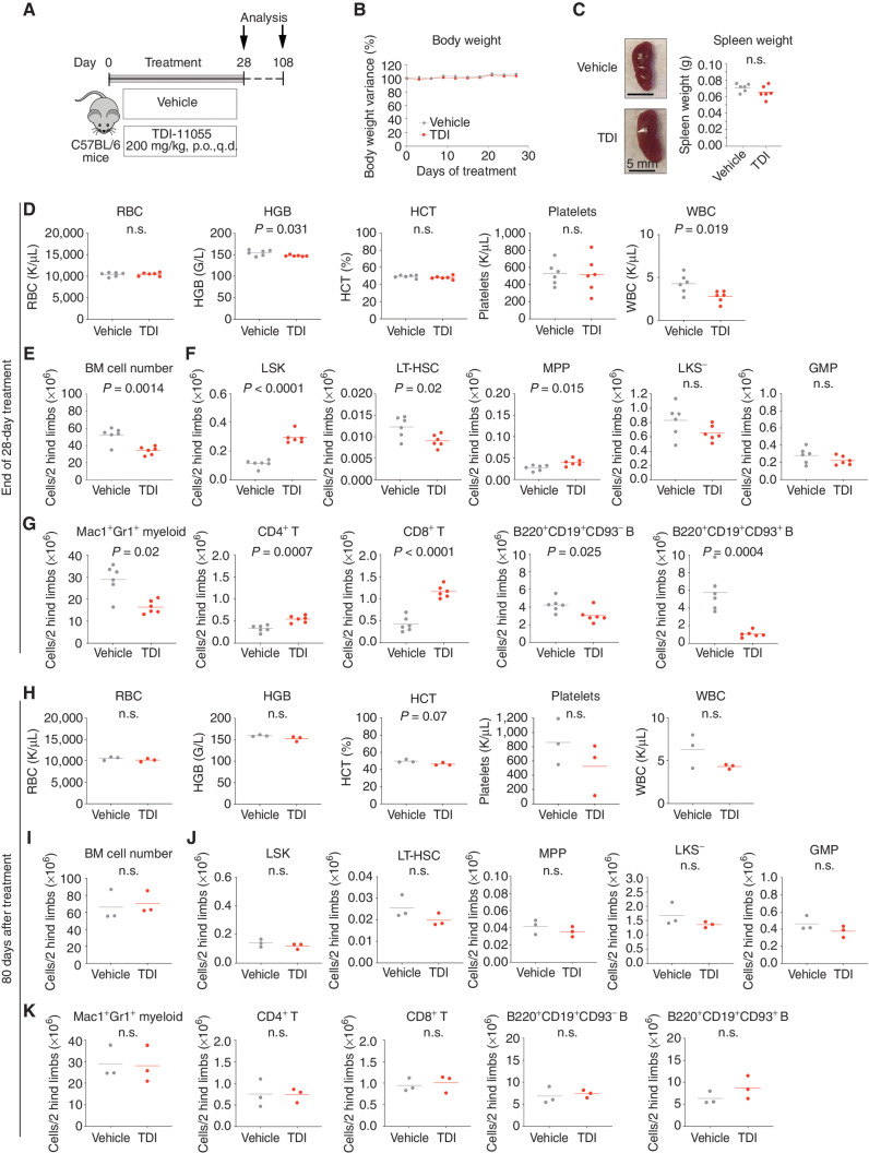 Figure 7. The impact of TDI-11055 on normal hematopoiesis. A, Schematic of TDI-11055 treatment workflow in normal C57BL/6 mice. B, Body weight variance over time for vehicle- or TDI-11055 (TDI)–treated mice. Error bars represent mean ± SEM (n = 6). C, Representative images (left) and weight quantification (right) of spleen harvested from mice at the end of 28-day treatment with vehicle or TDI-11055. Error bars represent mean ± SEM (n = 6). n.s., not signficant. D, Complete blood count analyses [white blood cell (WBC), red blood cell (RBC), hemoglobin (HGB), hematocrit (HCT) and platelets] of peripheral blood samples harvested from mice at the end of 28-day treatment with vehicle or TDI-11055. Bars represent the median (n = 6). E–G, Number of total cells (E), immature cells [LSK, long-term hematopoietic stem cells (LT-HSC), Lin−c-Kit+Sca-1− (LKS−), multipotent progenitor (MPP), and granulocyte–macrophage progenitor (GMP); F], and differentiated cells (Mac1+Gr1+ myeloid, CD4+ T, CD8+ T, B220+CD19+CD93− B, and B220+CD19+CD93+ B; G) in bone marrow samples harvested from mice at the end of 28-day treatment with vehicle or TDI-11055. Bars represent the median (n = 6). BM, bone marrow. H, Complete blood count analyses (WBC, RBC, HGB, HCT, platelets) of peripheral blood samples harvested from mice 80 days after completing treatment with vehicle or TDI-11055. Bars represent the median (n = 3). I–K, Number of total cells (I), immature cells (LSK, LT-HSC, MPP, LKS−, and GMP; J), and differentiated cells (Mac1+Gr1+ myeloid, CD4+T, CD8+ T, B220+CD19+CD93− B, and B220+CD19+CD93+ B; K) in bone marrow samples harvested from mice 80 days after completing treatment with vehicle or TDI-11055. Bars represent the median (n = 3). C–K, P values by an unpaired, two-tailed Student t test.