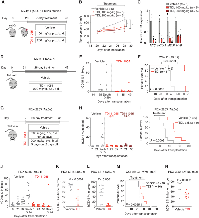 Figure 6. In vivo activity of TDI-11055 in xenograft models of MLL-r and NPM1-mutated leukemia. A, Schematic of tumor growth in a mouse xenograft model with MV4;11 cells and treatment workflow. Treatment with vehicle or TDI-11055 (100 or 200 mg/kg, p.o., b.i.d.) was initiated 20 days after transplantation and lasted for a total of 8 days. subQ, subcutaneous. B, Tumor volume over time in vehicle- or TDI-11055 (TDI)–treated mice in the MV4;11 subcutaneous transplantation model. Error bars represent mean ± SEM (n = 5). P < 0.05 using unpaired, two-tailed Student t test. C, RT-qPCR analysis showing mRNA expression levels of indicated genes in tumors from mice treated with vehicle or TDI-11055 for 8 days. Error bars represent mean ± SEM (n = 5 tumors from n = 5 mice). D, Schematic of the MV4;11 xenotransplantation model and treatment workflow. Treatment with vehicle or TDI-11055 (200 mg/kg, p.o., q.d.) was initiated 21 days after transplantation and lasted for 28 days. E, Flow-cytometric quantification of human CD45+ cells in the peripheral blood harvested at indicated time points from mice transplanted with MV4;11 cells. Note that mice in the vehicle-treated group developed terminal disease before reaching the end of the 28-day treatment (day 49 after transplantation). Bars represent the median (n = 5). F, Kaplan–Meier survival curves of vehicle (n = 5)- or TDI-11055 (n = 5)–treated mice in the MV4;11-disseminated model. P value using the log-rank test.G, Schematic of the MLL-r PDX-2263 xenotransplantation model and treatment workflow. Treatment with vehicle or TDI-11055 (200 mg/kg, p.o., q.d. or 200 mg/kg, p.o., b.i.d., with 5 days on and 2 days off) was initiated 7 days after transplantation and lasted for a total of 28 days. H, Flow-cytometric quantification of human CD45+ cells in the peripheral blood harvested at indicated time points from the MLL-r PDX-2263 model. As five of seven mice in the control group died before completing the treatment, their percentage hCD45 values shown were at the time of death rather than at end of the treatment (day 35 after transplantation). I, Kaplan–Meier survival curves of mice treated with vehicle (n = 9) or TDI-11055 (TDI; n = 9, 200 mg/kg, p.o., q.d.) in the MLL-r PDX-2263 model. P value using the log-rank test. J, Flow-cytometric quantification of human CD45+ cells in the peripheral blood harvested at indicated time points from the MLL-r PDX-6315 model. As two of 10 mice in each of the control and TDI-11055 treatment groups died before completing the treatment, their percentage hCD45 values shown were at the time of death rather than at experimental endpoint (44 days after transplantation; 8 days after completing 28-day treatment). K and L, Flow-cytometric quantification of human CD45+ cells in the bone marrow (K) and spleen (L) harvested 8 days after completing the treatment in the MLL-r PDX-6315 model. Bars represent the median. P value using unpaired, two-tailed Student t test. For J, K, and L, treatment with vehicle (n = 10) or TDI-11055 (n = 10, 200 mg/kg, p.o., q.d.) was initiated 8 days after transplantation and lasted 28 days. M, Kaplan–Meier survival curves of vehicle (n = 9)- or TDI-11055 (n = 10)–treated mice in the OCI-AML3 model. Treatment with vehicle or TDI-11055 (200 mg/kg, p.o., q.d.) was initiated 7 days after transplantation and lasted for 28 days. P value using the log-rank test. NPM1 mut, NPM1-mutated. N, Flow-cytometric quantification of human CD45+ cells in the bone marrow harvested 1 week after completing the treatment in the NPM1-mutated PDX-3055 model. Treatment with vehicle (n = 7) or TDI-11055 (n = 8, 200 mg/kg, p.o., q.d.) was initiated 14 days after transplantation and lasted 28 days. Bars represent the median. P value using an unpaired two-tailed Student t test.