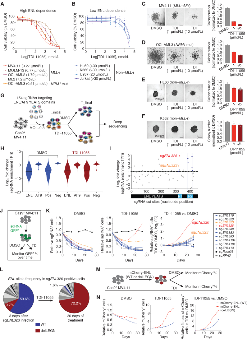 Figure 2. TDI-11055 suppresses the cellular growth of MLL-r and NPM1-mutated leukemia cells through on-target inhibition of ENL. A and B, Dose–response viability curves (8 days) for TDI-11055 in human leukemia cell lines with high (A) and low (B) dependence on ENL defined by genetic studies. n = 3. NPM1 mut, NPM1-mutated. C–F, Representative images (left) and quantification (right) of colonies formed by indicated human leukemia cell lines treated with DMSO or TDI-11055 (TDI; 1 and 10 μmol/L). Error bars represent mean ± SEM (n = 3). One of two independent experiment batches is shown. G, Schematic of CRISPR-Cas9 mutagenesis scanning workflow. MOI, multiplicity of infection; sgRNA, single-guide RNA; T_final, end time point; T_initial, start time point. H, Violin plots showing the log2 (fold-change) sgRNA enrichment (T_final over T_initial) in MV4;11 cells. Neg, negative controls, sgRNAs targeting known nonessential genes; Pos, positive controls, sgRNAs targeting known essential genes. Black lines denote median. See Supplementary Table S2. I, Scatter plot showing log2 (fold-change sgRNA enrichment) in MV4;11 in TDI-11055 vs. DMSO comparison. sgRNAs are positioned along the x axis by the ENL coding sequence. Data represent average across three replicate transductions. Regions 1 and 2 (R1 and R2) highlighted in blue contain 4 or more enriched sgRNAs. See Supplementary Table S3. sgENL326 shows the strongest enrichment in TDI-11055 treatment condition over DMSO among all sgRNAs.J, Schematic for a proliferation competition assay used in K. K, Left and center, plots showing the relative fitness of indicated sgRNA+ cells under DMSO (left) or TDI-11055 (TDI; 5 μmol/L, center) treatment conditions; right, plots showing the log2 fold-change enrichment (TDI-11055 vs. DMSO) of indicated sgRNA+ cells. An sgRNA targeting Rosa26 (black) or RPA3 (gray) serves as a negative or a positive control, respectively. Among the 10 ENL sgRNAs tested, sgENL326 (red)- and sgENL323 (orange)-induced mutant(s) conferred relative growth advantage under TDI-11055 treatment. L, Pie charts showing the relative abundance of ENL mutations induced by sgENL326 in MV4;11 cells at indicated time points. Each slice represents a single mutant ENL allele. See Supplementary Table S5. WT, wild-type. M, Schematic for a proliferation competition assay used in N. N, Left and center: plots showing the relative fitness of cells transduced with indicated mCherry-ENL transgenes over nontransduced parental cells under DMSO (left) or TDI-11055 (5 μmol/L, center) treatment. Right, plots showing the fold change in fitness (TDI-11055 vs. DMSO) for cells expressing indicated mCherry-ENL transgenes.