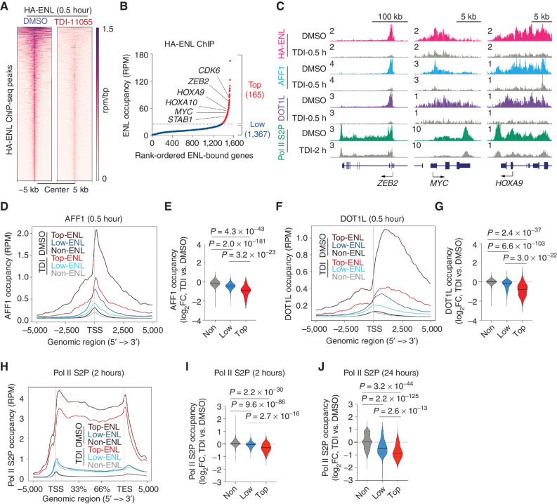 Figure 4. TDI-11055 treatment induces rapid changes in transcription elongation at top ENL-bound genes. A, Rank-ordered heat map of HA-ENL ChIP-seq signals at ENL-bound peaks in MV4;11 cells treated with DMSO or TDI-11055 (5 μmol/L) for 0.5 hours. See Supplementary Table S9. RPM, reads per million. B, HA-ENL–bound genes in MV4;11 cells. HA-ENL ChIP-seq signals at the TSS ± 3 kb region of individual ENL-bound genes were plotted against their rank among all ENL-bound genes. Red depicts top ENL-bound genes (n = 165), and blue depicts low ENL-bound genes (n = 1,367). See Supplementary Table S10. C, The genome browser view of HA-ENL, AFF1, DOT1L, and Pol II S2P ChIP-seq signals at select ENL target genes under DMSO and TDI-11055 (TDI) treatment conditions in MV4;11 cells. D and E, Average occupancies (D) and quantification (E) of AFF1 on top, low, and non–ENL-bound genes along the transcription unit in DMSO and TDI-11055 (5 μmol/L for 0.5 hours) treatment conditions. See Supplementary Table S14. FC, fold change. F and G, Average occupancies (F) and quantification (G) of DOT1L on top, low, and non–ENL-bound genes along the transcription unit in DMSO and TDI-11055 (5 μmol/L for 0.5 hours) treatment conditions. See Supplementary Table S15. H–J, Average occupancies (H) and quantification (I and J) of Pol II S2P on top, low, and non–ENL-bound genes along the transcription unit in DMSO and TDI-11055 [5 μmol/L for 2 hours (I) or 24 hours (J)] treatment conditions. TES, transcription end site. In E, G, I, J, black solid lines denote median, and black dash lines denote quartiles. P values by the Welch two-tailed t test. See Supplementary Tables S16 and S17.