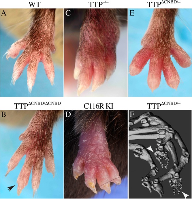 FIG 5