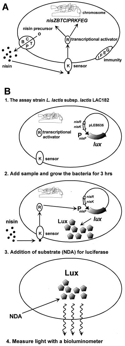 FIG. 1