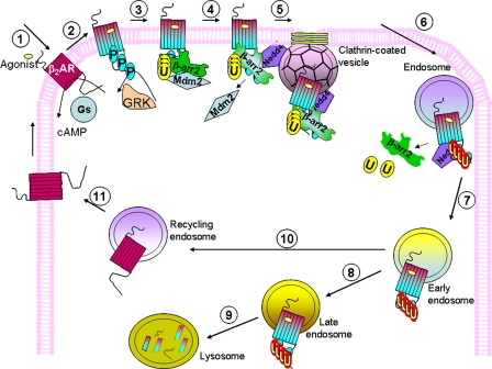 FIGURE 7.