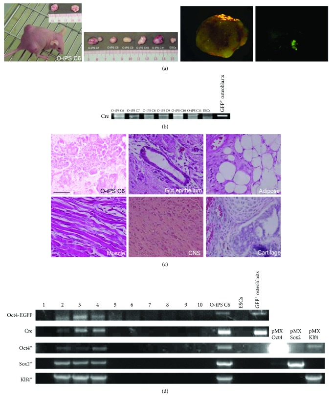 Figure 4