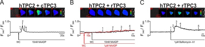 FIGURE 6.