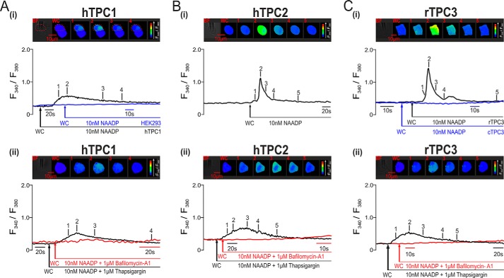 FIGURE 4.