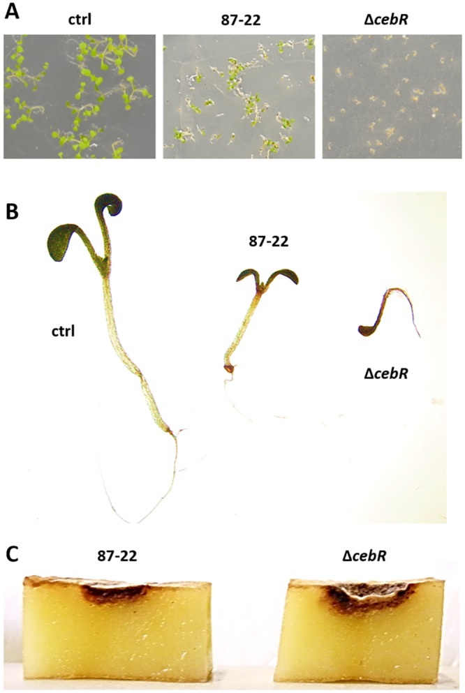 FIG 4 