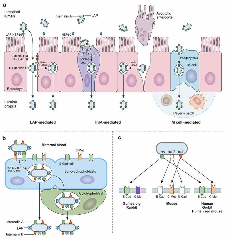 Figure 4.