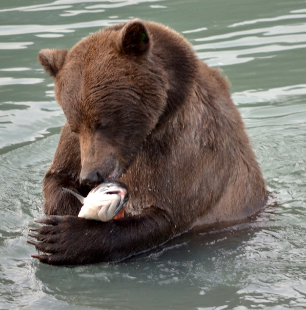 Wild salmon are valued as a sustainable seafood option for humans, but can we consider how much salmon bears and ecosystems need when setting management goals?