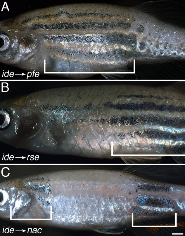 Fig. 3.