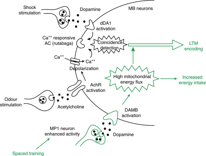 Figure 7