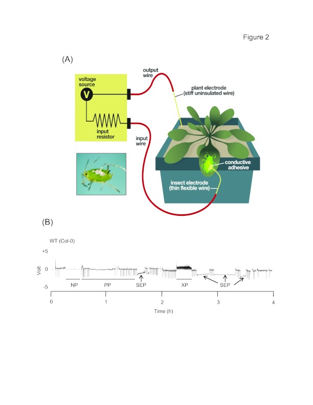 Figure 2.