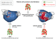 Graphical abstract