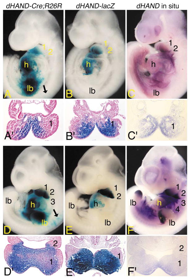 Fig. 2