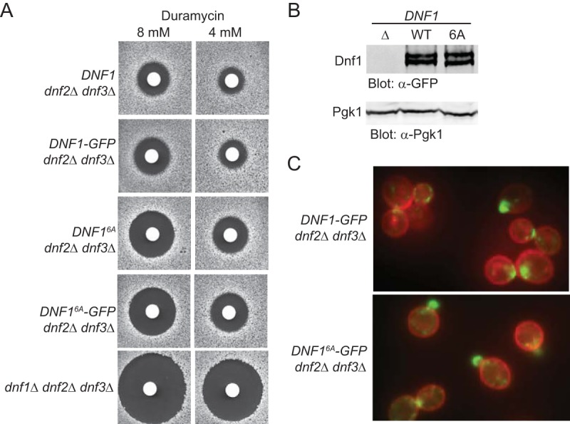 FIG 1