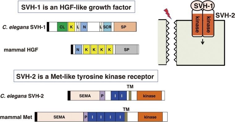 Figure 9. 