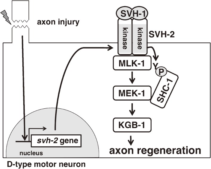 Figure 10. 