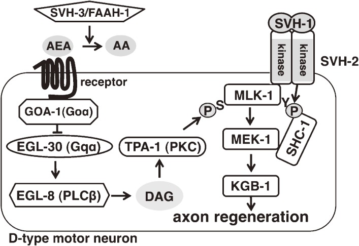 Figure 11. 