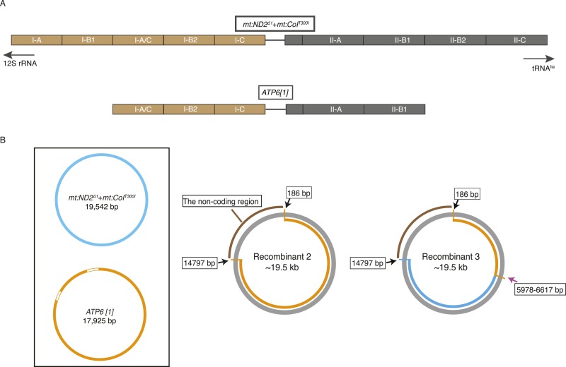 Figure 2—figure supplement 1.