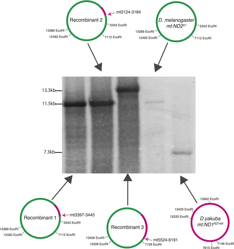 Figure 5—figure supplement 1.