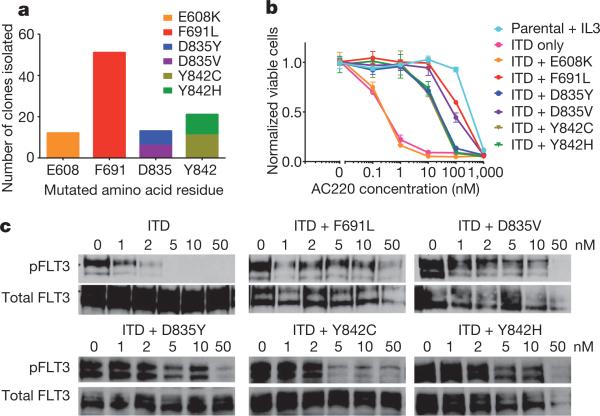 Validation of ITD mutations in FLT3 as a therapeutic target in human ...