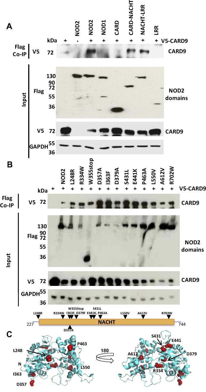 Fig. 2