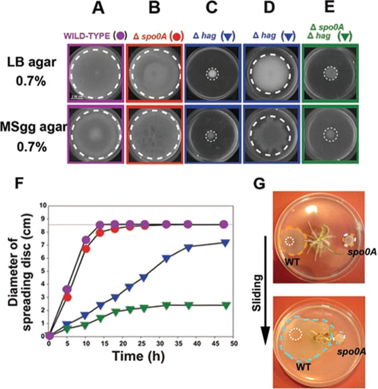 FIG 2 