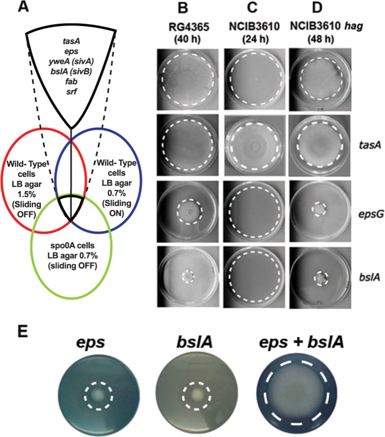 FIG 3 