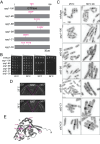 Figure 1.
<b>
Characterization of
<i>spg1</i>
mutant alleles
</b>