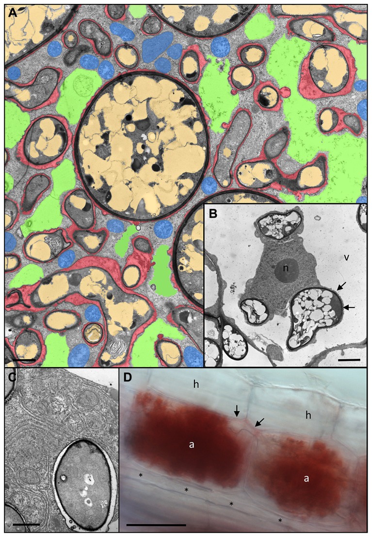 FIGURE 3