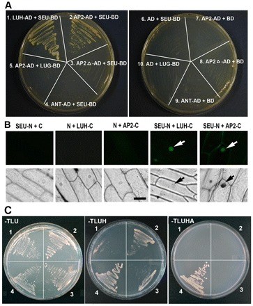 Fig. 3.