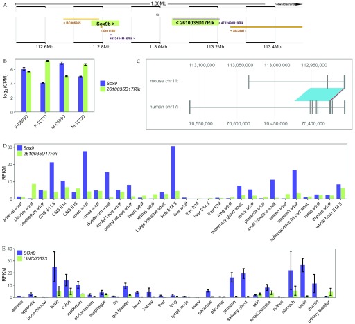 Figre 6A is a representation of a conserved genomic location and orientation relative to sox9. Figure 6B is a bar graph with standard error of the mean plotting log sub 2 CPM (y-axis) in TCDD- and DMSO-exposed female and male mouse tissues (x-axis) for the Sox9 and 2610035D17Rik. Figure 6C shows an image of the mouse and human conserved lncRNA orthologs. Figures 6D and 6E are bar graphs plotting RPKM (y-axis) across multiple tissues (x-axis) for the mouse and human-conserved lncRNAs.