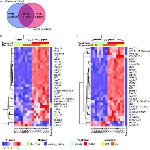 Figure 3A is a Venn diagram, where the two circles are labeled control morphant and slincR morphant. The control morphant circle shows 49 up- and 25 down-regulated genes, whereas the slincR morphant circle shows 14 up- and 8 down-regulated genes. The region of overlap of the 2 circles shows 58 up and 0 down-regulated genes. Figures 3B and 3C are graphical representations.