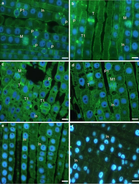 Fig. 7