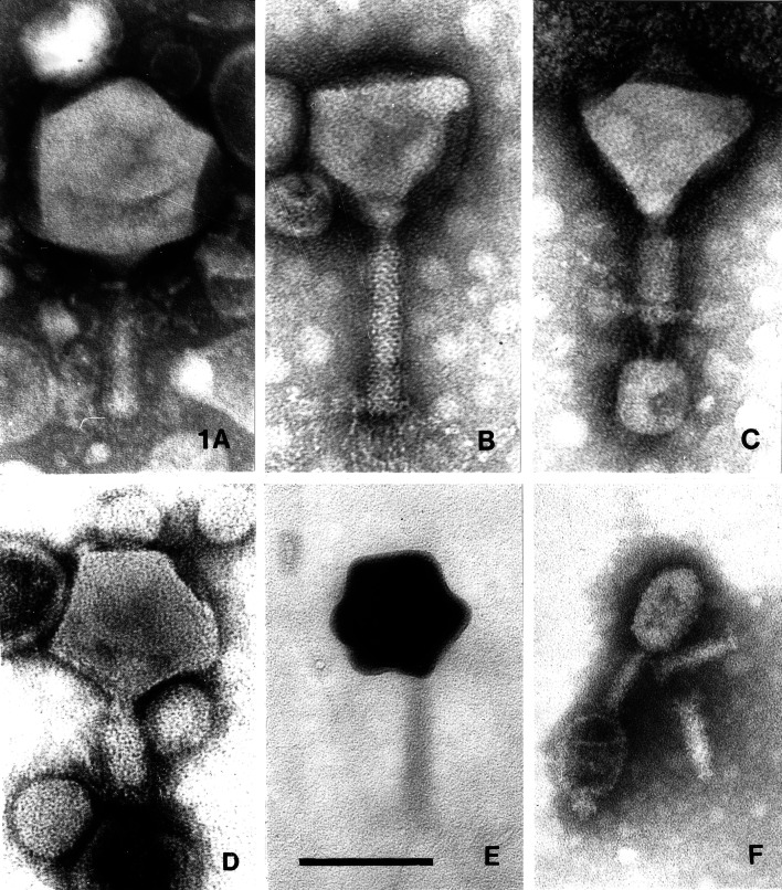 Fig. 1