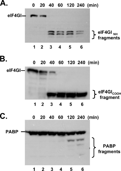 FIG. 6.