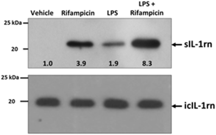 Fig. 7.