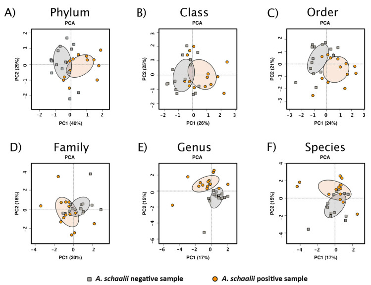 Actinotignum schaalii: Relation to Concomitants and Connection to ...