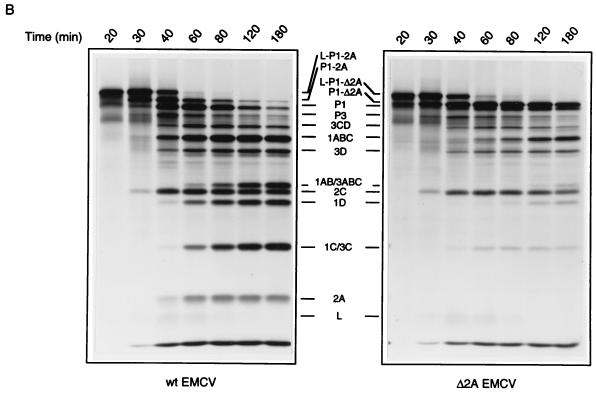 FIG. 6